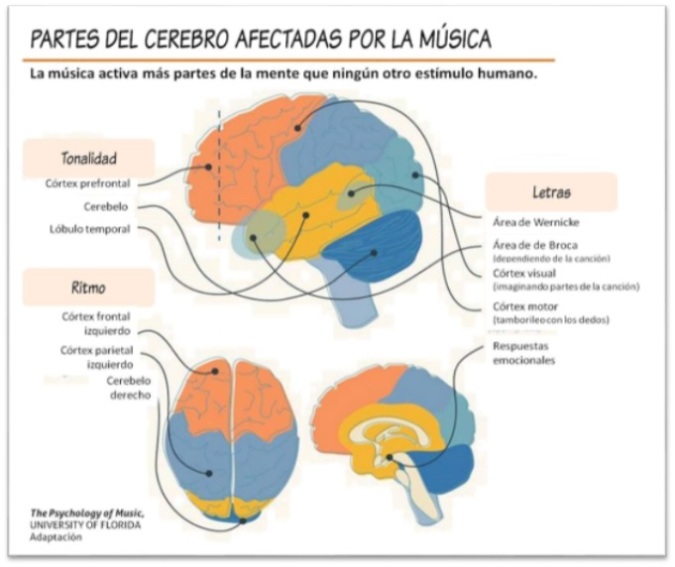 partes del cerebro afectadas por la música .jpg